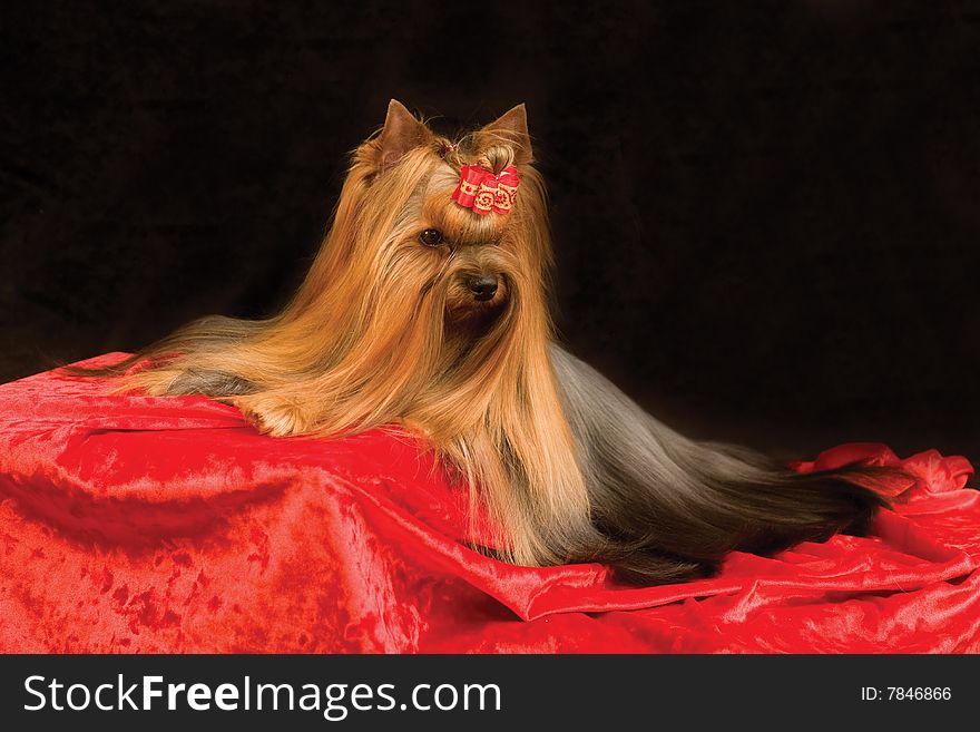 Yorkshire terrier on black and red background