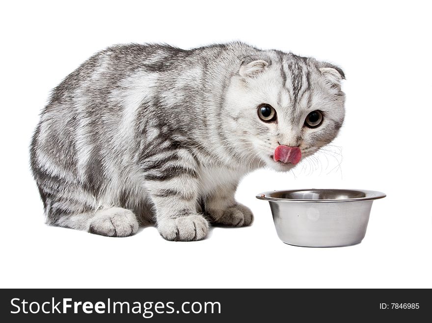 The cat licks lips near to a bowl with meal.