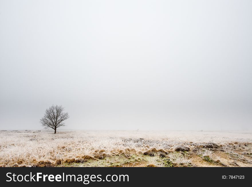 Winter tree heathland in Drenthe, The Netherlands. Winter tree heathland in Drenthe, The Netherlands