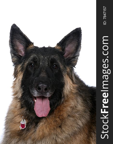 Big mixed breed dog with its tongue out and mouth open. Big mixed breed dog with its tongue out and mouth open