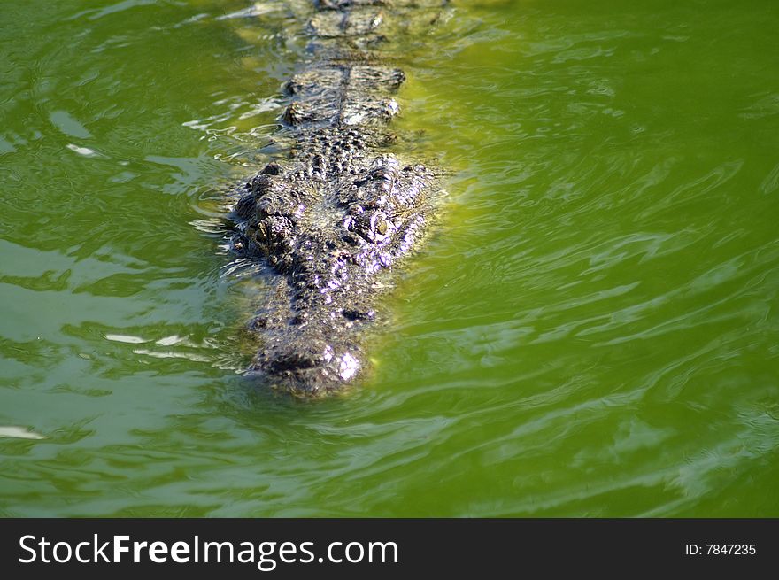 Alligator in the river, africa 2008