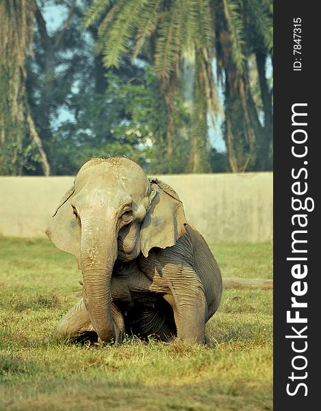 Indian elephant sitting in wild.