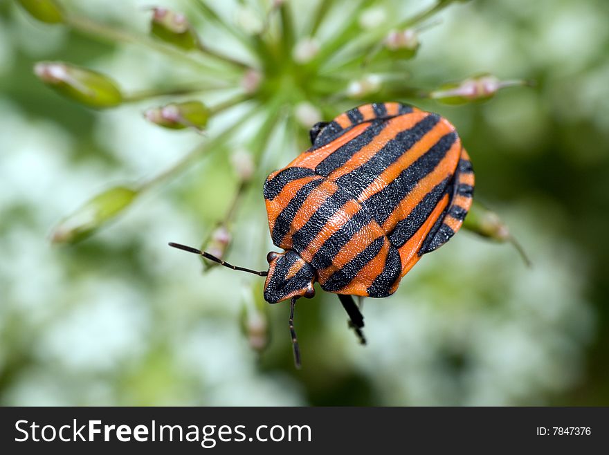 Picture of a Striped Shield Bug