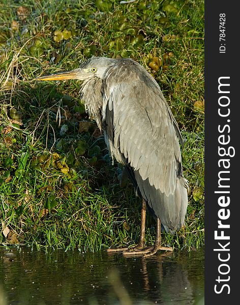 A grey heron in winter standing on ice ( Netherlands)