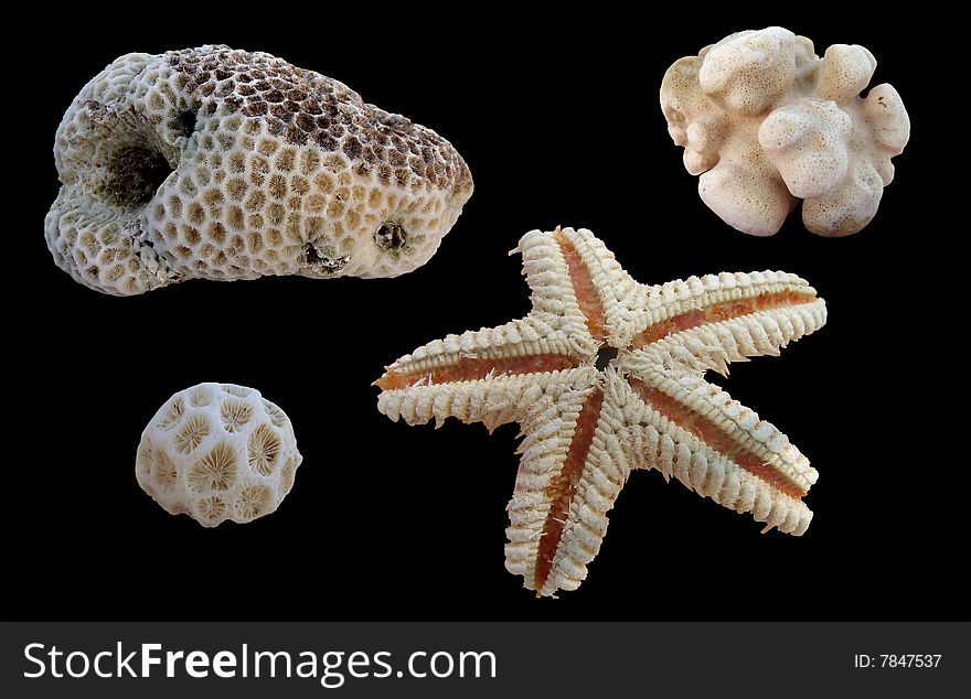 Asteroidea and corals on black background
