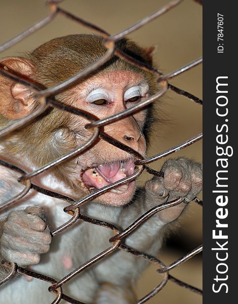 Monkey biting the steel cage.