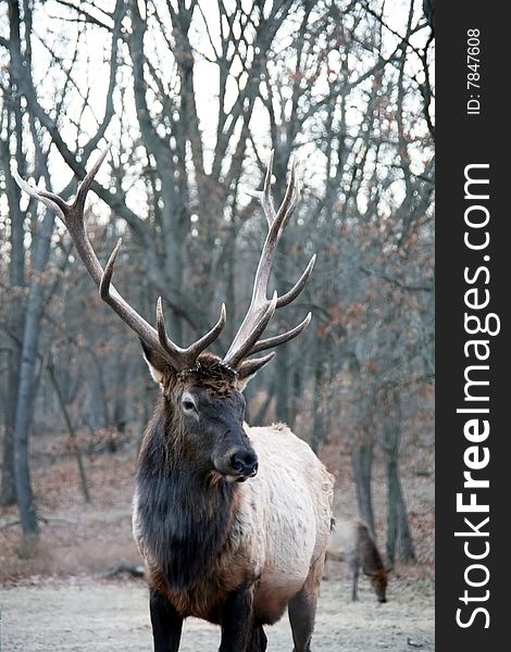 Herd bull in field elk. Herd bull in field elk