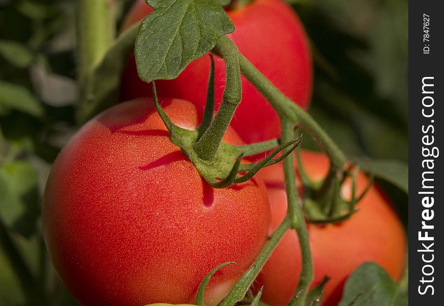 Organic tomatos growing ripe in a greenhouse