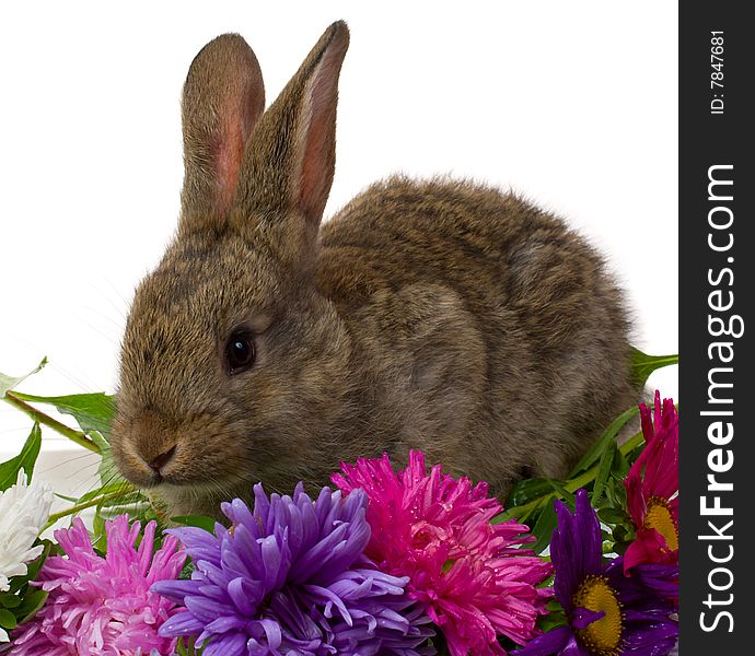 Close-up bunny and flowers, isolated on white