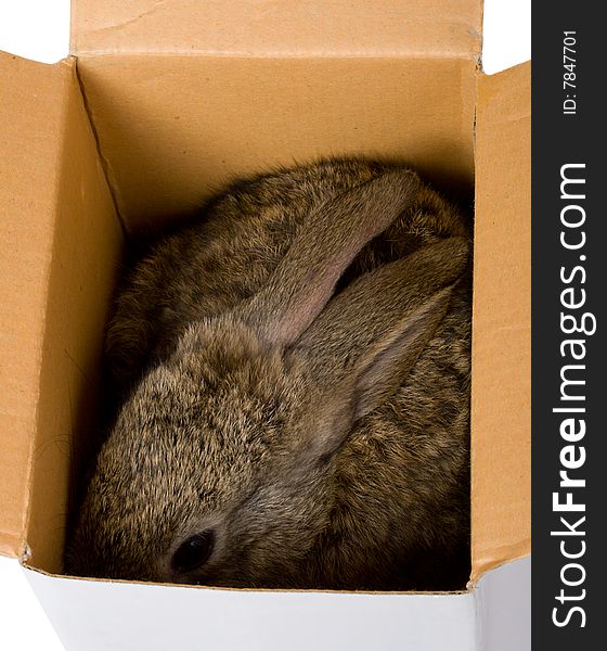 Small bunny hiding in box