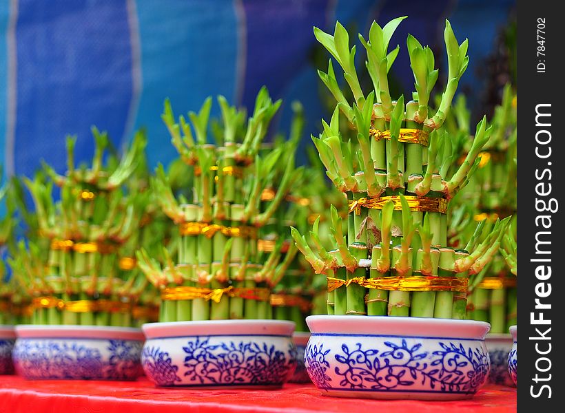 Unique potted plants for Chinese New Year