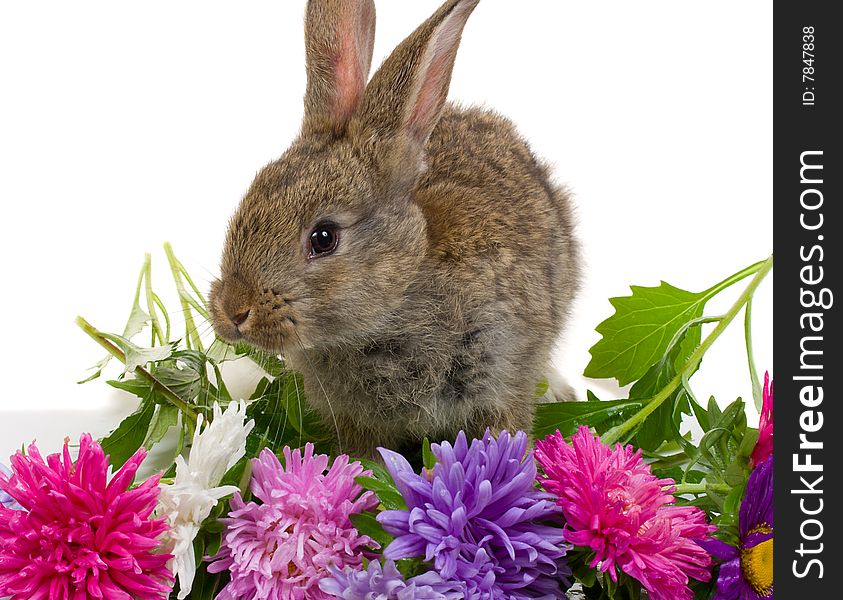 Close-up bunny and flowers, isolated on white