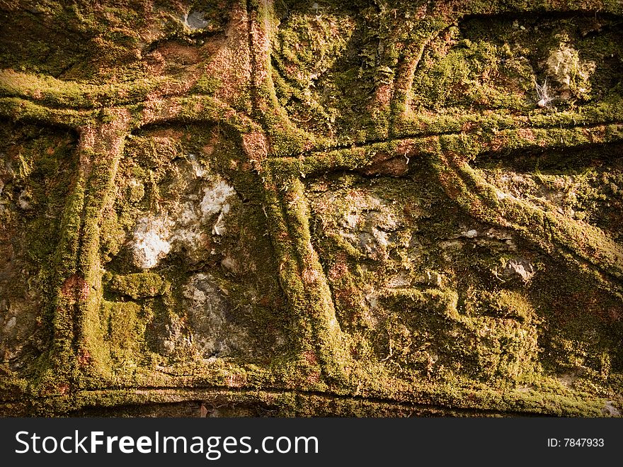 Moss on an old wall. Moss on an old wall