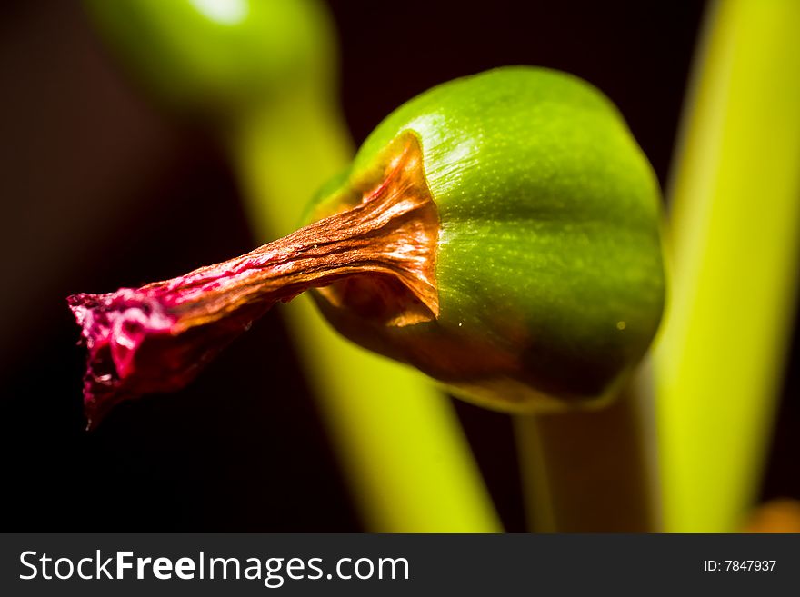 Macro seed capulse from a Amaryllis Barbadoslily. Macro seed capulse from a Amaryllis Barbadoslily