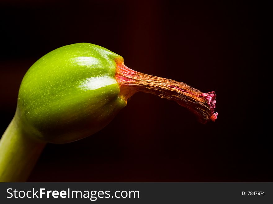 Macro seed capsule from a Amaryllis Barbadoslily against a black background,