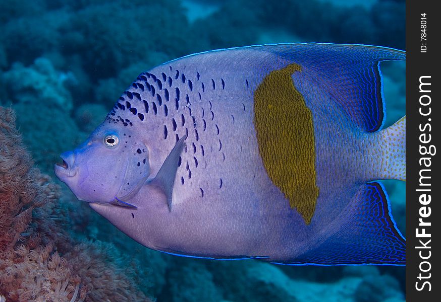 Yellowbar Angelfish on a reef in the Red Sea