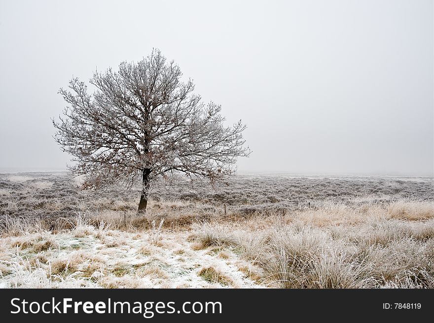 Winter tree heathland in Drenthe, The Netherlands. Winter tree heathland in Drenthe, The Netherlands