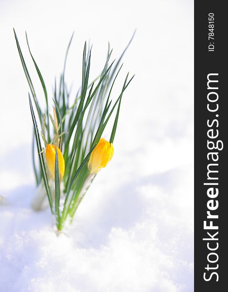 First yellow flowers in snow. First yellow flowers in snow