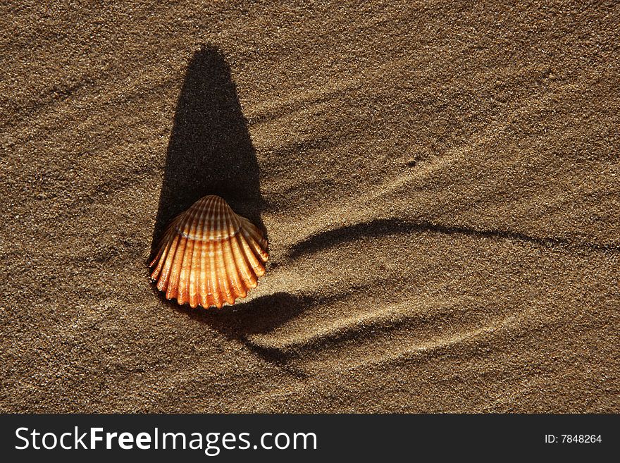 Beach sand texture with clam shells, shadows of morning sun