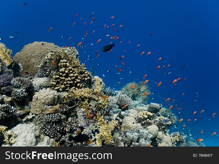 A colorful and lively coral reef in the Red Sea. A colorful and lively coral reef in the Red Sea