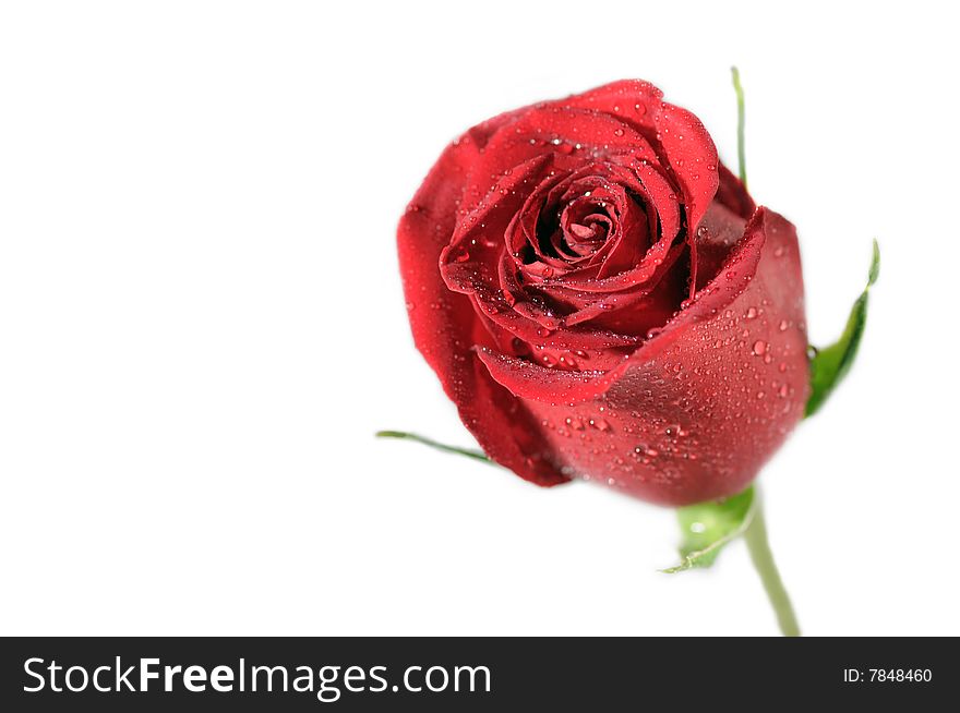 Close up of single red rose isolated over white. Close up of single red rose isolated over white.