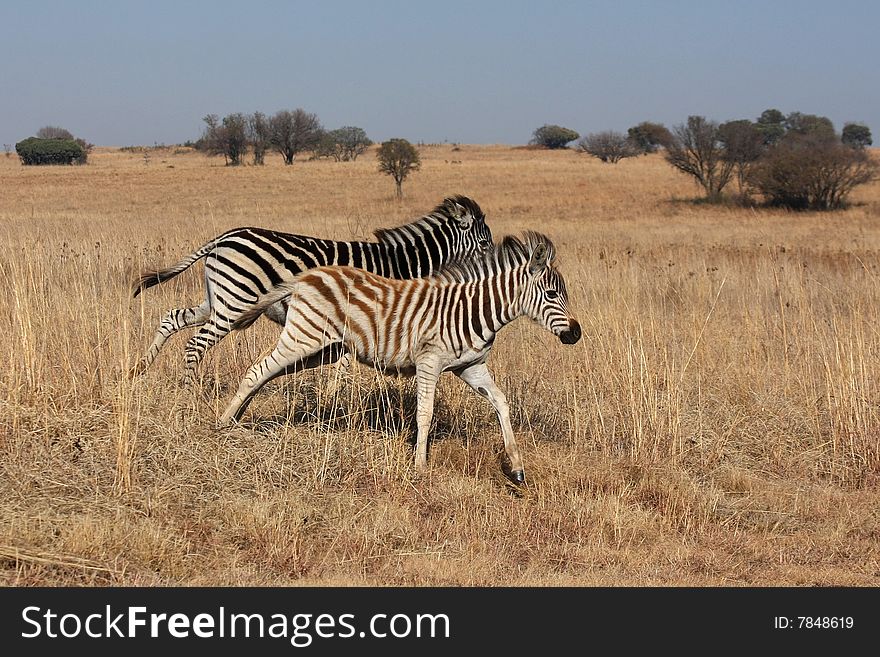 Young zebras running in the wild.