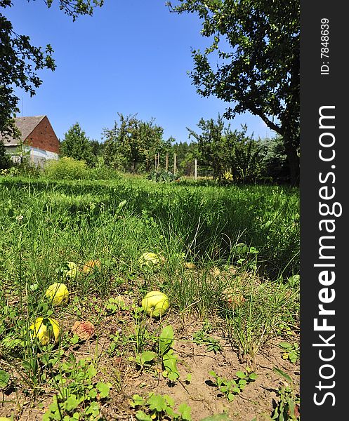 Apple Falling to ground with blue sky