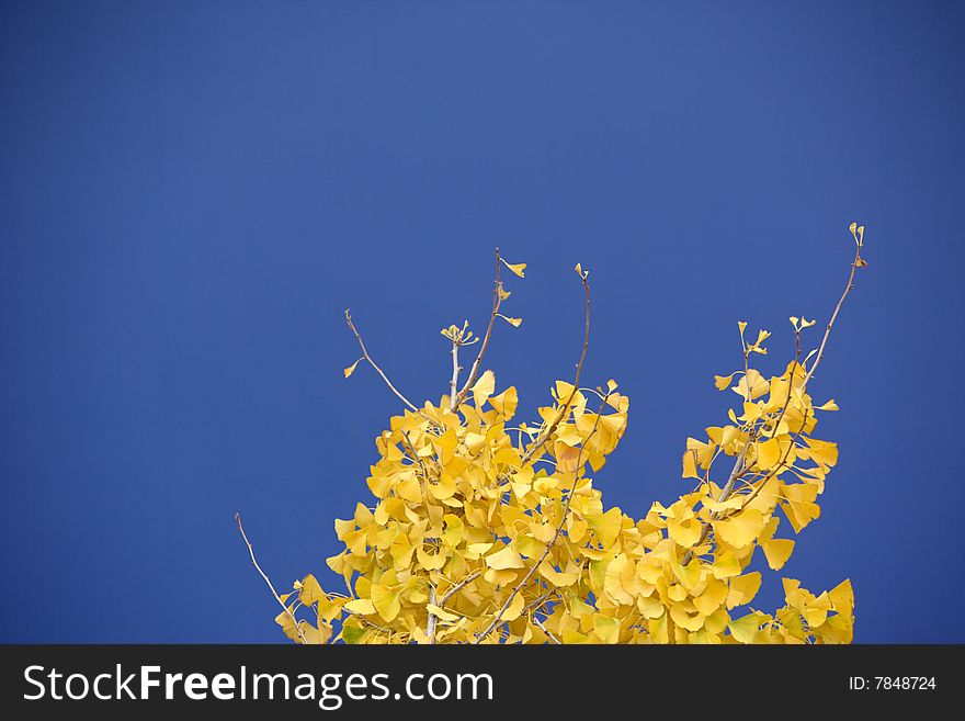 A tree with fall leaves and lots of copyspace