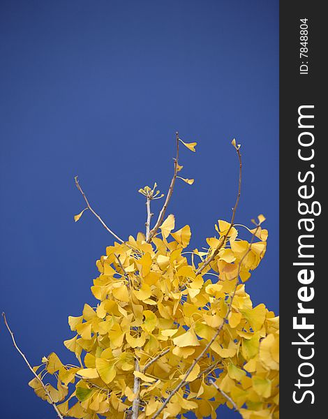 A Tree With Fall Leaves