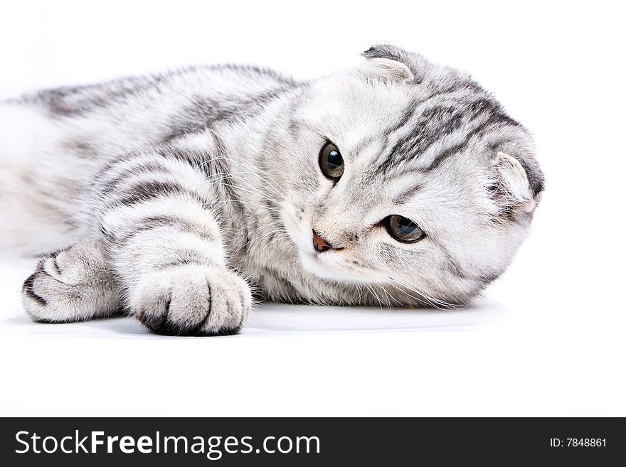 Scottish Kitten Lies On A White Background