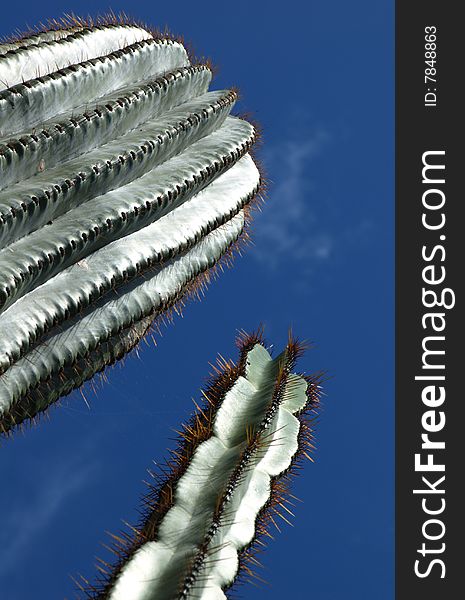 Cactus and clear blue sky