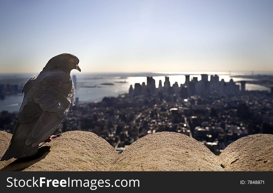 Pigeon overlooking Manhattan Island and the Hudson River at sunset. Pigeon overlooking Manhattan Island and the Hudson River at sunset
