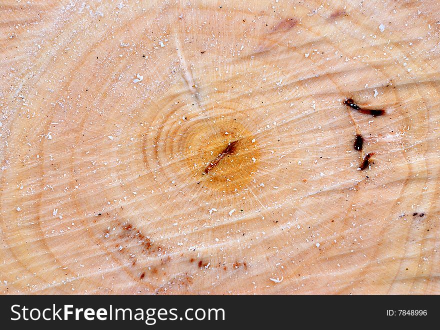 A freshly cut tree trunk background texture. A freshly cut tree trunk background texture