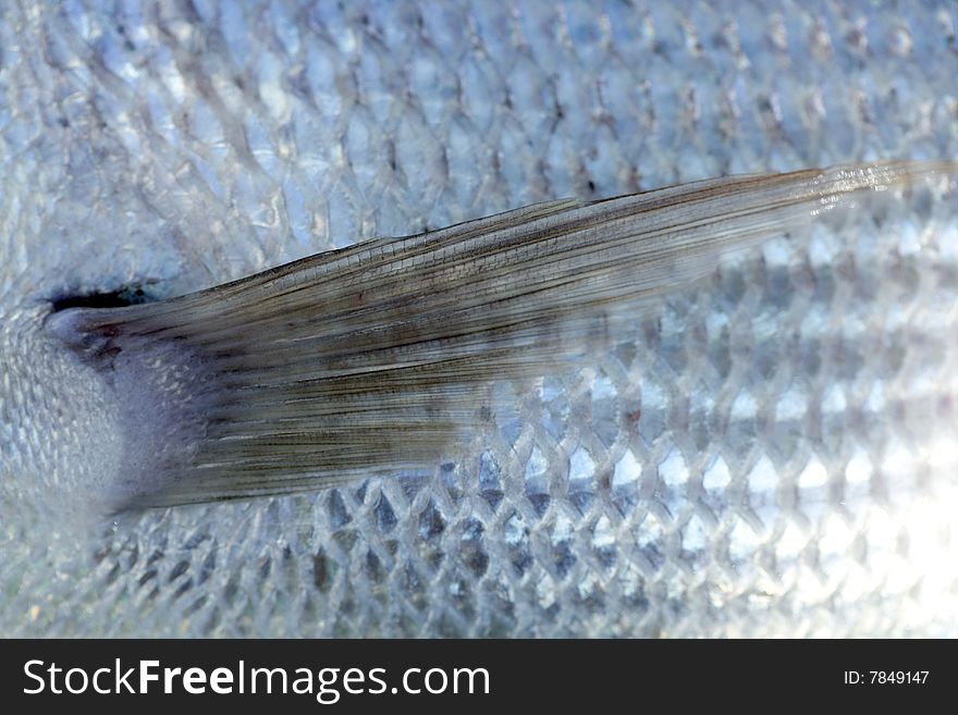 Denton, Mediterranean Sparus Fish