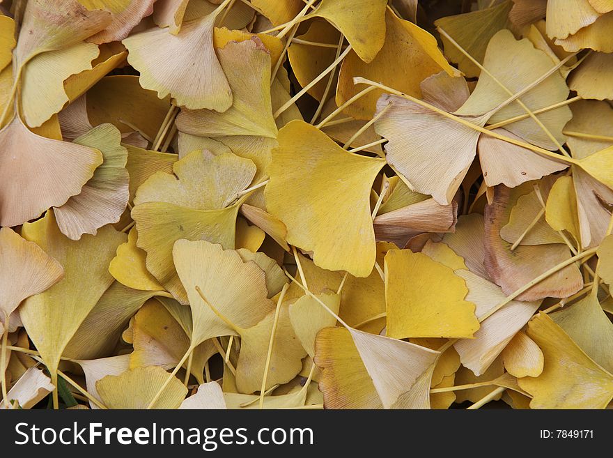 Ginkgo leaves, in fall, on a forest bed