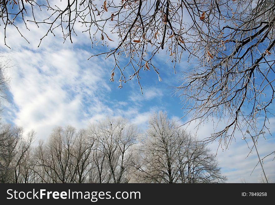 Trees covered with hoarfrost against the blue sky