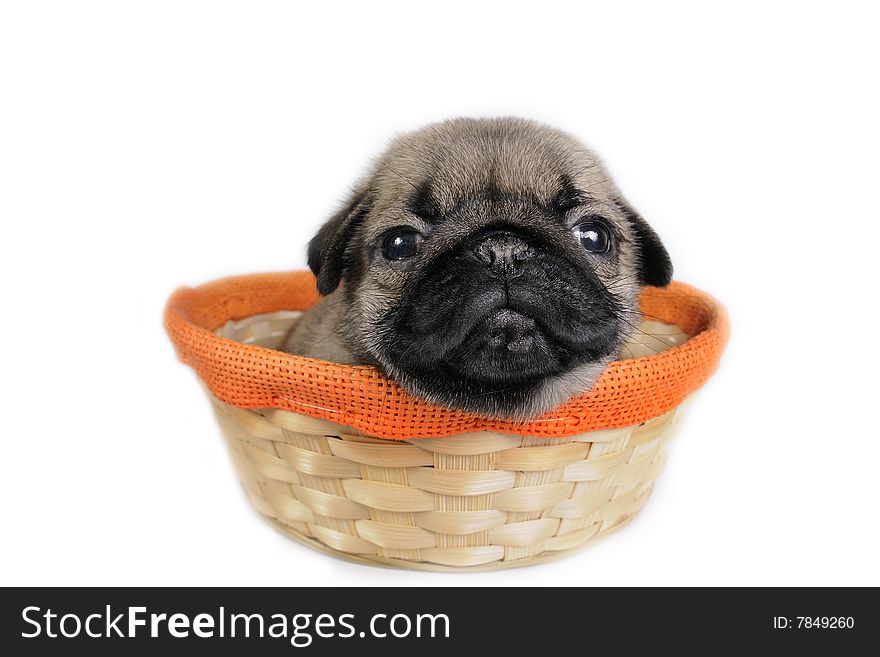 Pug puppy in basket on white background. Pug puppy in basket on white background.