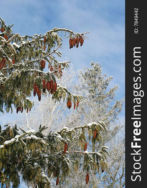 Fur-tree branches covered with hoarfrost