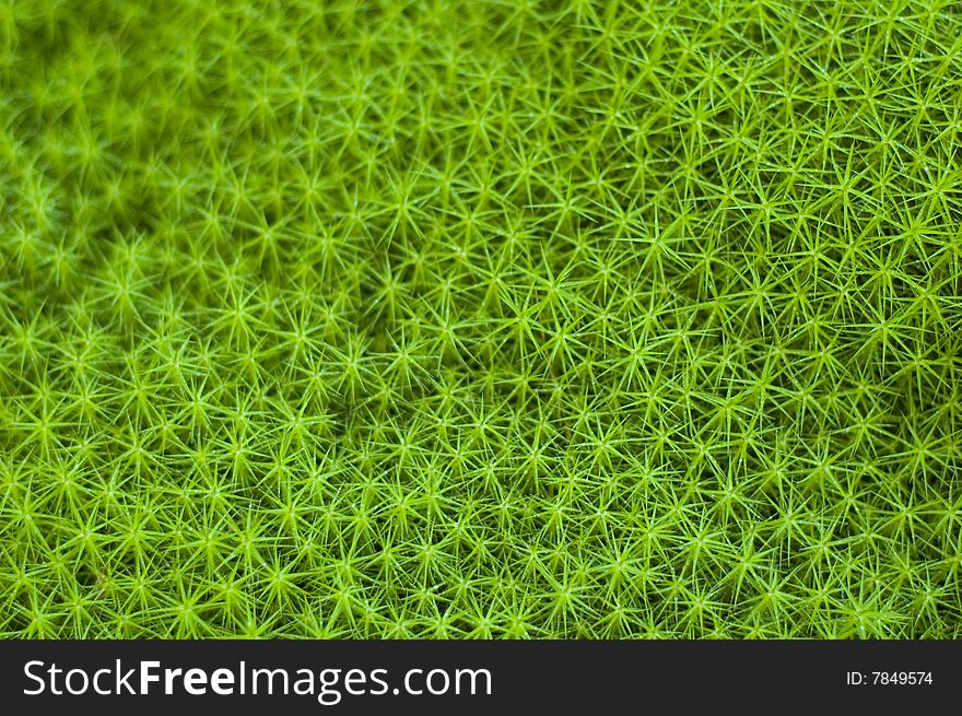 Shallow DOF picture of star moss vegetation