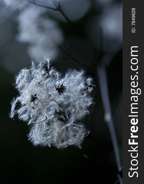 A macro of seeds with tufts