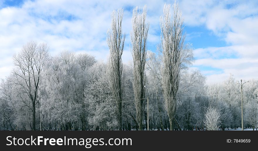 Winter trees covered with hoarfrost