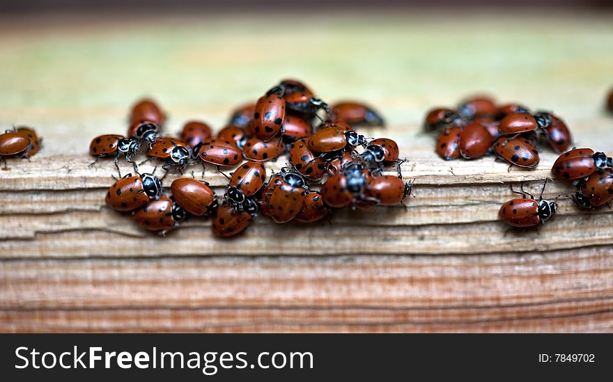 A close-up macro photo of mating ladybugs