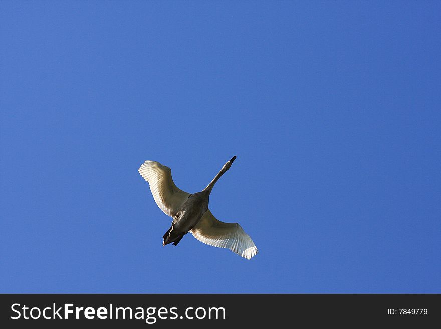 Flying white swan in the blue sky. Flying white swan in the blue sky