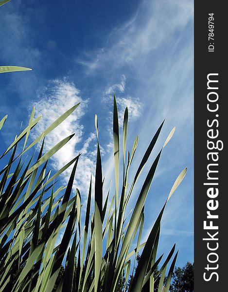 Finnish landscape with blue sky and iris leaves