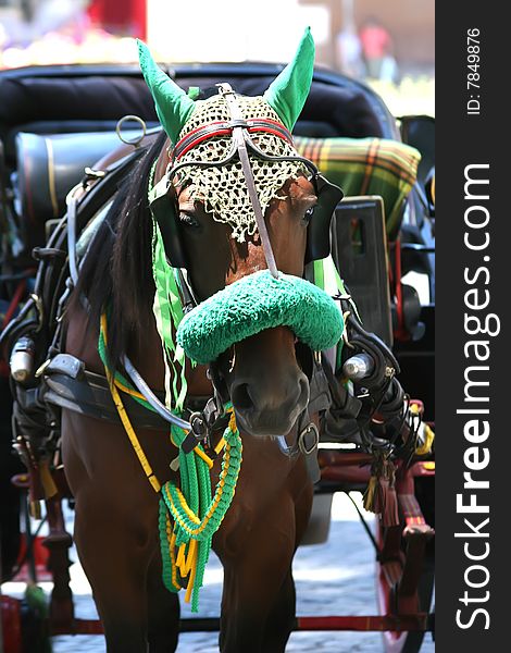 A horse drawn buggy on the street. A horse drawn buggy on the street