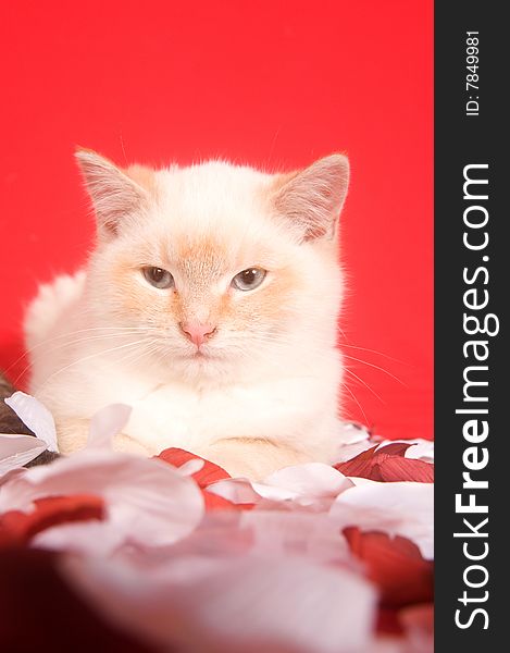 Kitten playing with rose petals on a red background for valentines day. Kitten playing with rose petals on a red background for valentines day