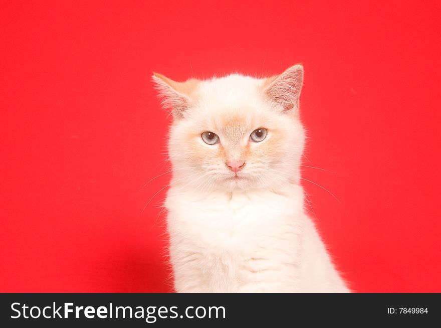 White Kitten And Red Background