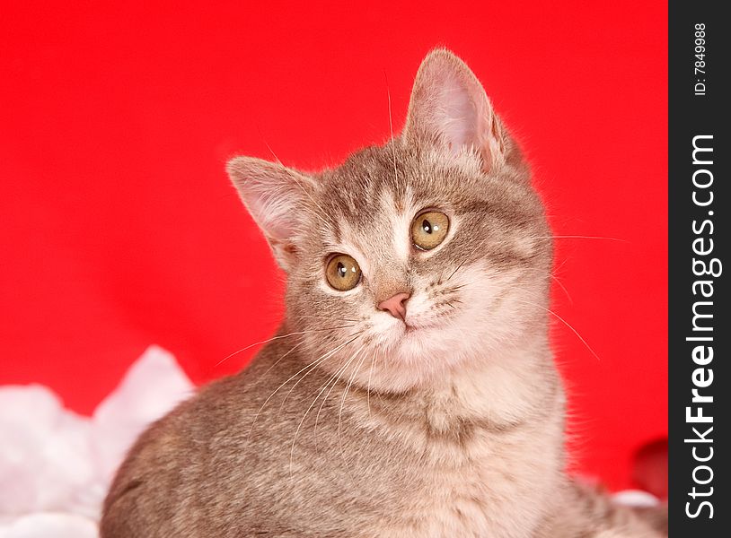 Kitten playing with rose petals on a red background for valentines day. Kitten playing with rose petals on a red background for valentines day