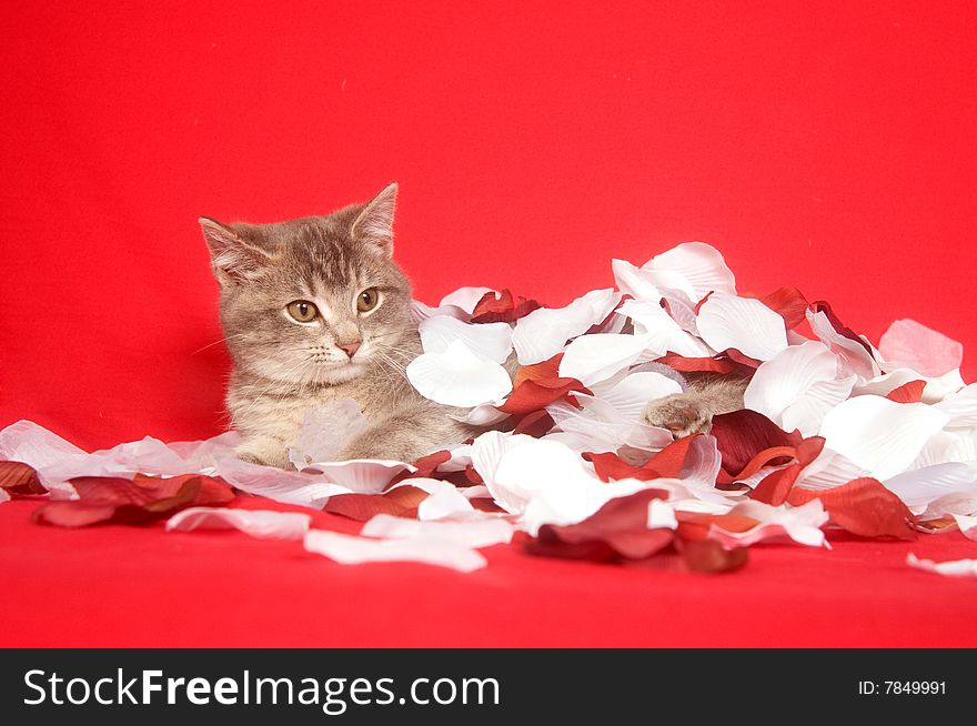 Kitten playing with rose petals on a red background for valentines day. Kitten playing with rose petals on a red background for valentines day