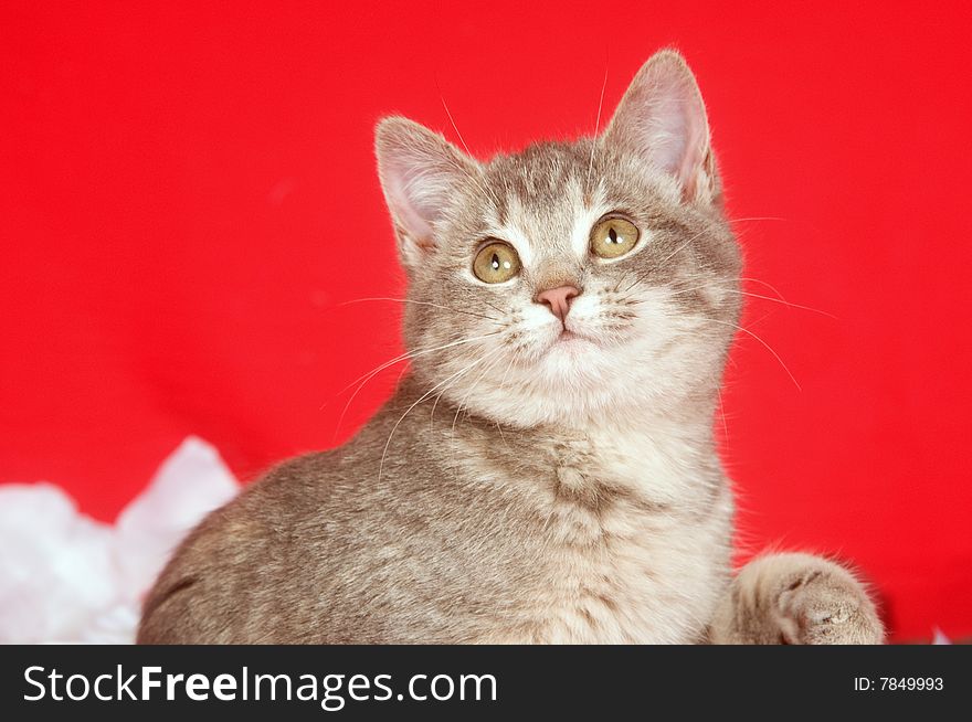 Kitten playing with rose petals on a red background for valentines day. Kitten playing with rose petals on a red background for valentines day